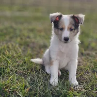 SkittlesM2584, a male Shetland Sheepdog for sale in Pomona, MO – Photo 1 of 9