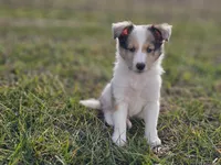SkittlesM2584, a male Shetland Sheepdog for sale in Pomona, MO – Photo 1 of 9