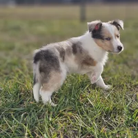 SkittlesM2584, a male Shetland Sheepdog for sale in Pomona, MO – Photo 6 of 9