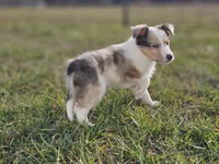 SkittlesM2584, a male Shetland Sheepdog for sale in Pomona, MO – Photo 6 of 9