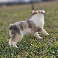 SkittlesM2584, a male Shetland Sheepdog for sale in Pomona, MO – Photo 8 of 9