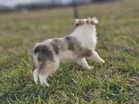 SkittlesM2584, a male Shetland Sheepdog for sale in Pomona, MO – Photo 8 of 9