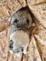 Tavern, a male Shetland Sheepdog for sale in Pomona, MO – Photo 7 of 9