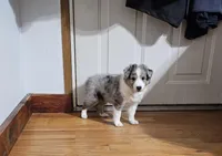 Tavern, a male Shetland Sheepdog for sale in Pomona, MO – Photo 4 of 9