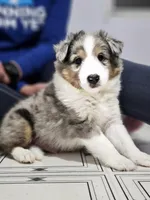 Tavern, a male Shetland Sheepdog for sale in Pomona, MO – Photo 3 of 9
