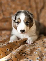 Tavern, a male Shetland Sheepdog for sale in Pomona, MO – Photo 6 of 9