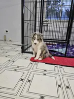 Tavern, a male Shetland Sheepdog for sale in Pomona, MO – Photo 8 of 9