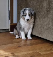 Tavern, a male Shetland Sheepdog for sale in Pomona, MO – Photo 1 of 9