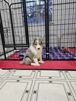 Tavern, a male Shetland Sheepdog for sale in Pomona, MO – Photo 2 of 9