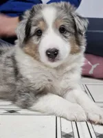 Tavern, a male Shetland Sheepdog for sale in Pomona, MO – Photo 9 of 9