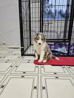 Tavern, a male Shetland Sheepdog for sale in Pomona, MO – Photo 5 of 9