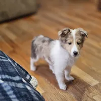 SkittlesM2591, a male Shetland Sheepdog for sale in Pomona, MO – Photo 4 of 10