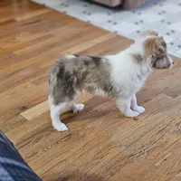 SkittlesM2591, a male Shetland Sheepdog for sale in Pomona, MO – Photo 3 of 10