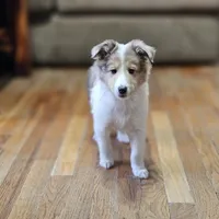 SkittlesM2591, a male Shetland Sheepdog for sale in Pomona, MO – Photo 6 of 10