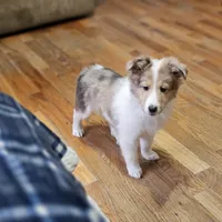 SkittlesM2591, a male Shetland Sheepdog for sale in Pomona, MO – Photo 5 of 10