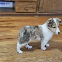 SkittlesM2591, a male Shetland Sheepdog for sale in Pomona, MO – Photo 8 of 10