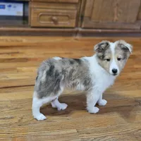 SkittlesM2591, a male Shetland Sheepdog for sale in Pomona, MO – Photo 7 of 10