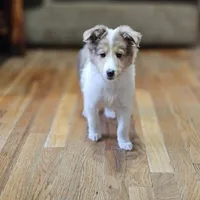 SkittlesM2591, a male Shetland Sheepdog for sale in Pomona, MO – Photo 10 of 10