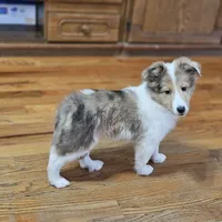 SkittlesM2591, a male Shetland Sheepdog for sale in Pomona, MO – Photo 2 of 10