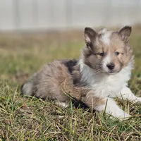 Ruby M 2598, a male Shetland Sheepdog for sale in Pomona, MO – Photo 4 of 10
