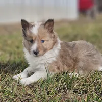 Ruby M 2598, a male Shetland Sheepdog for sale in Pomona, MO – Photo 8 of 10