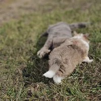 Ruby M 2598, a male Shetland Sheepdog for sale in Pomona, MO – Photo 3 of 10