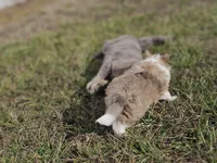 processed/4406ab10-84f0-4380-91a7-435651881f3a/listing/b8d9f0a2-b6a8-493f-957f-f37fda4bd88c/3b71ac40-17fb-45cc-a349-342709f3e5e0