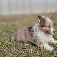 Ruby M 2598, a male Shetland Sheepdog for sale in Pomona, MO – Photo 1 of 10