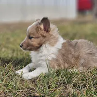 Ruby M 2598, a male Shetland Sheepdog for sale in Pomona, MO – Photo 2 of 10