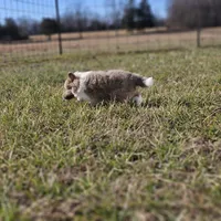 Ruby M 2598, a male Shetland Sheepdog for sale in Pomona, MO – Photo 7 of 10