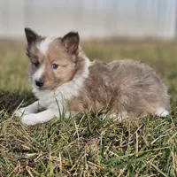 Ruby M 2598, a male Shetland Sheepdog for sale in Pomona, MO – Photo 5 of 10