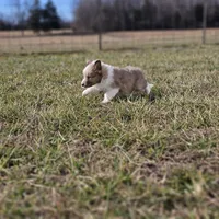 Ruby M 2598, a male Shetland Sheepdog for sale in Pomona, MO – Photo 9 of 10
