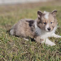 Ruby M 2598, a male Shetland Sheepdog for sale in Pomona, MO – Photo 10 of 10