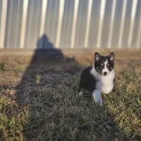 2589 IZF, a female Shetland Sheepdog for sale in Pomona, MO – Photo 9 of 10