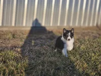 2589 IZF, a female Shetland Sheepdog for sale in Pomona, MO – Photo 9 of 10
