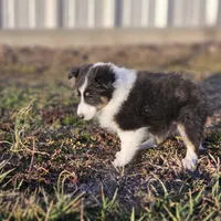 2589 IZF, a female Shetland Sheepdog for sale in Pomona, MO – Photo 10 of 10
