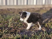 2589 IZF, a female Shetland Sheepdog for sale in Pomona, MO – Photo 10 of 10
