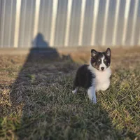 2589 IZF, a female Shetland Sheepdog for sale in Pomona, MO – Photo 5 of 10