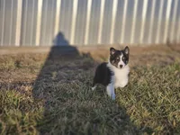 2589 IZF, a female Shetland Sheepdog for sale in Pomona, MO – Photo 5 of 10