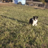 2589 IZF, a female Shetland Sheepdog for sale in Pomona, MO – Photo 7 of 10