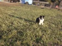 2589 IZF, a female Shetland Sheepdog for sale in Pomona, MO – Photo 7 of 10