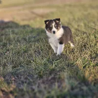 2589 IZF, a female Shetland Sheepdog for sale in Pomona, MO – Photo 4 of 10