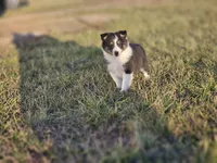 2589 IZF, a female Shetland Sheepdog for sale in Pomona, MO – Photo 4 of 10