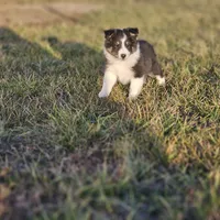 2589 IZF, a female Shetland Sheepdog for sale in Pomona, MO – Photo 1 of 10