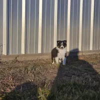 2589 IZF, a female Shetland Sheepdog for sale in Pomona, MO – Photo 3 of 10