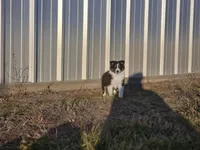 2589 IZF, a female Shetland Sheepdog for sale in Pomona, MO – Photo 3 of 10