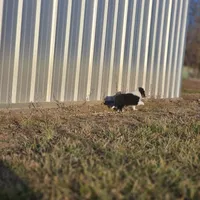 2589 IZF, a female Shetland Sheepdog for sale in Pomona, MO – Photo 8 of 10