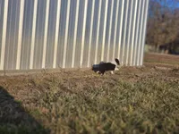 2589 IZF, a female Shetland Sheepdog for sale in Pomona, MO – Photo 8 of 10