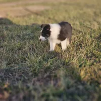 2589 IZF, a female Shetland Sheepdog for sale in Pomona, MO – Photo 6 of 10