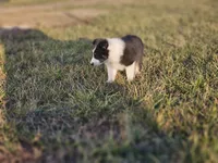 2589 IZF, a female Shetland Sheepdog for sale in Pomona, MO – Photo 6 of 10